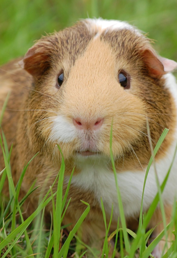 Guineapig